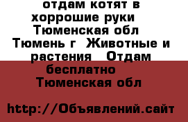 отдам котят в хоррошие руки  - Тюменская обл., Тюмень г. Животные и растения » Отдам бесплатно   . Тюменская обл.